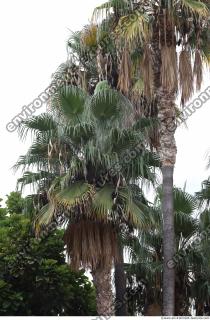 palm tree 0003